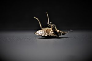 bedbugs & Fleas